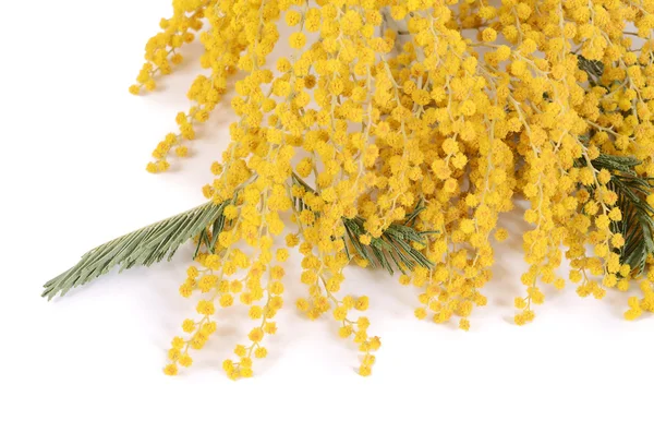 Gelbe Mimosen isoliert auf weißem Hintergrund — Stockfoto