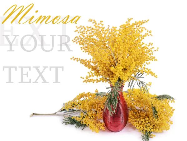 Gele mimosa geïsoleerd op witte achtergrond — Stockfoto