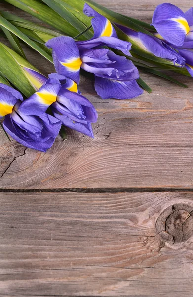 Blue irises on wooden boards — Stock Photo, Image