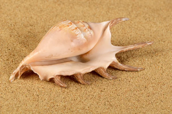 Морская раковина в песке — стоковое фото