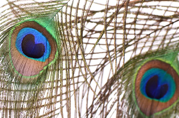 Vakre fjær av en påfugl – stockfoto