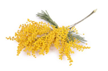 Beyaz arka plan üzerinde izole sarı Mimoza