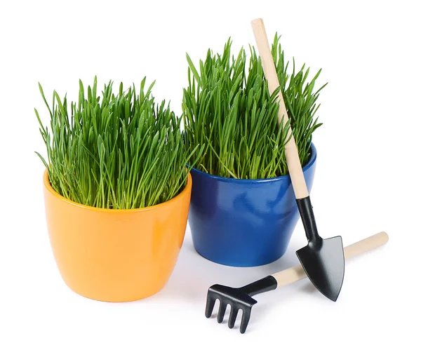 Green grass in pot isolated on white background — Stock Photo, Image