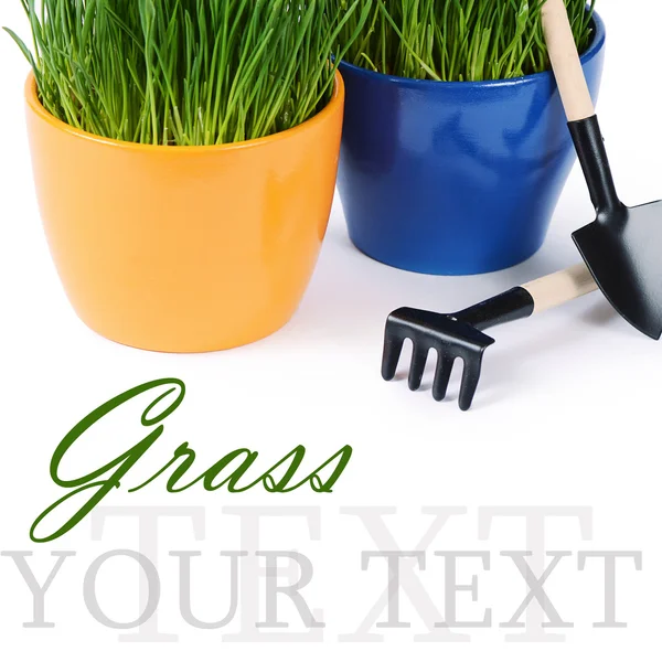 Green grass in pot isolated on white background — Stock Photo, Image