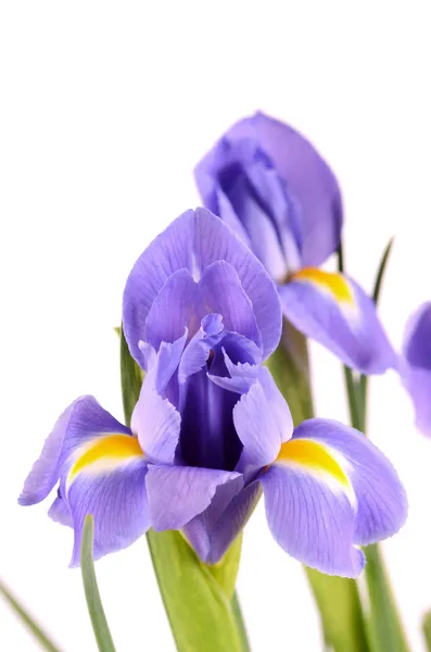 Iris blu isolati su sfondo bianco — Foto Stock