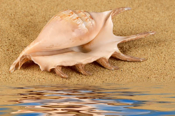 De shell van de zee in het zand — Stockfoto