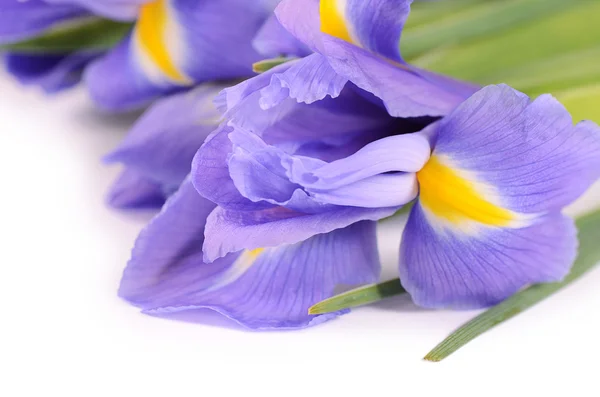 Blue irises isolated on white background — Stock Photo, Image