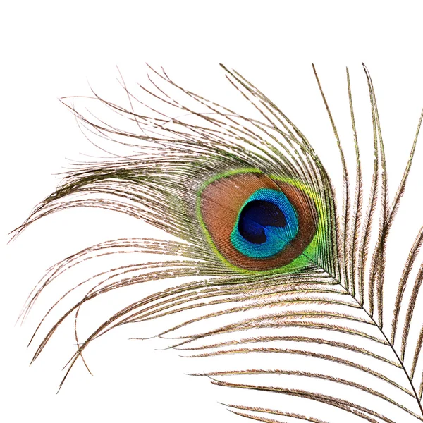 Beautiful feather of a peacock isolated on white — Stock Photo, Image