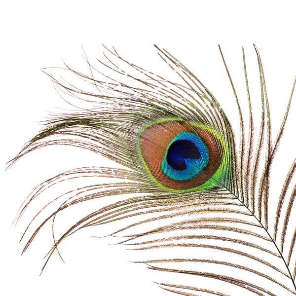 Peacock feather Stock Photos, Royalty Free Peacock feather Images ...