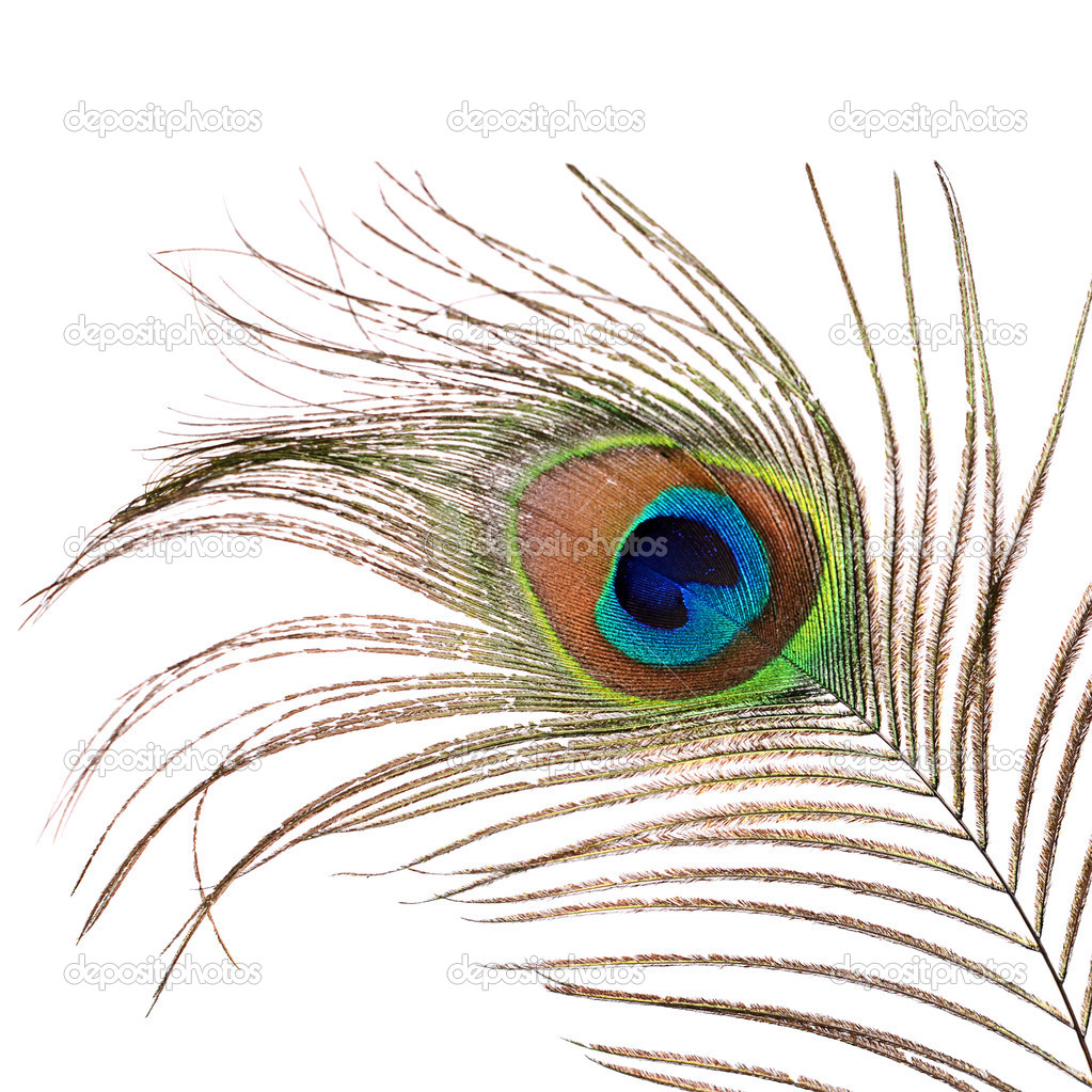 Beautiful feather of a peacock isolated on white Stock Photo by ©sveta ...