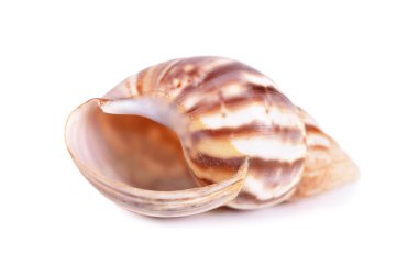 Beyaz arka plan üzerinde izole deniz cockleshell