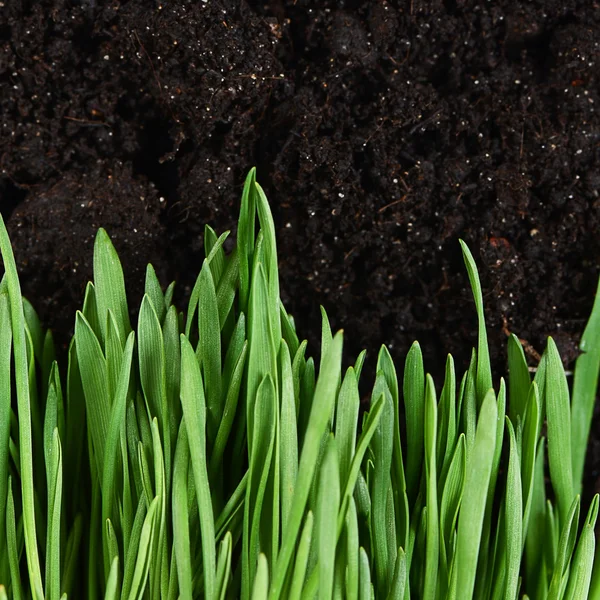 Hierba verde con un suelo — Foto de Stock
