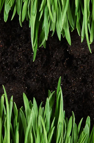 Groen gras met een grond — Stockfoto