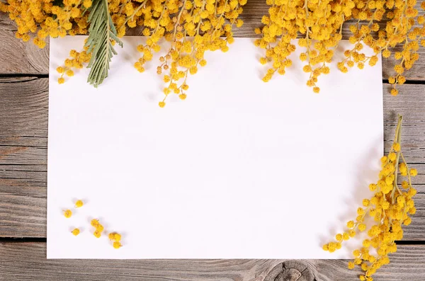 ahşap kurullarında sarı Mimoza