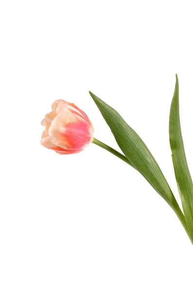 Rosa Tulpe isoliert auf weißem Hintergrund — Stockfoto