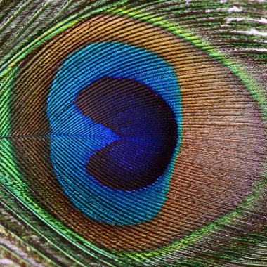 Tavus kuşu güzel tüy