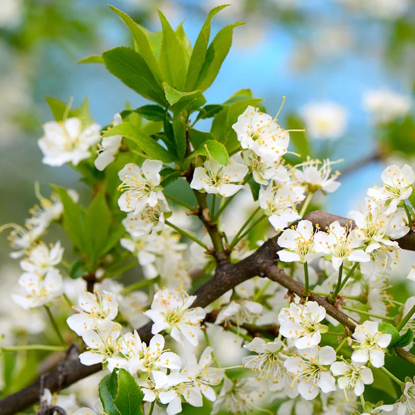 Fiori di ciliegio in primavera — Foto Stock