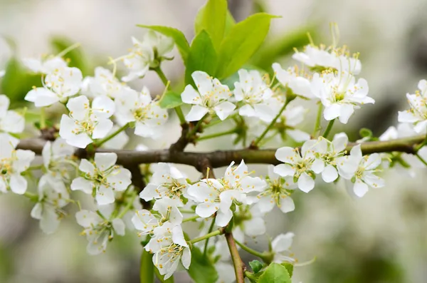 Fiori di ciliegio in primavera — Foto Stock