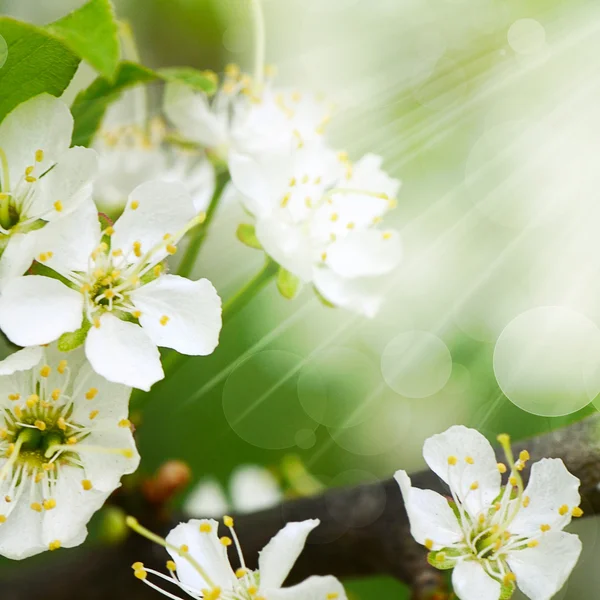 Fiori di ciliegio in primavera — Foto Stock