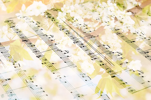 Музичний лист на фоні квітучого дерева — стокове фото