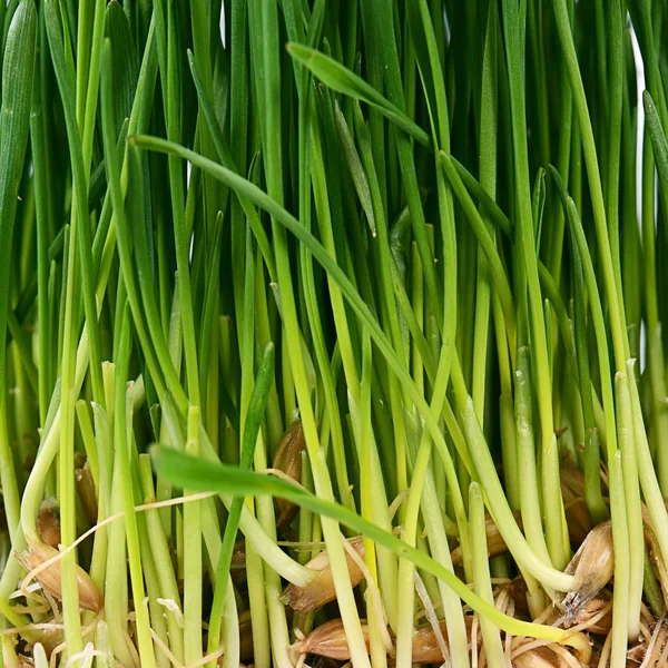 Green grass with soil close up — Stock Photo, Image