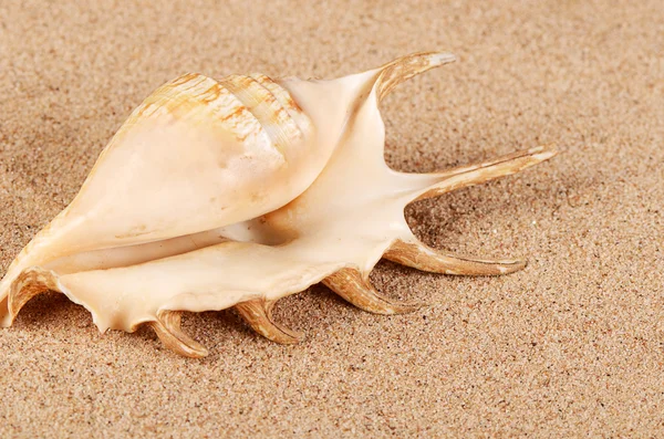 De shell van de zee in het zand — Stockfoto