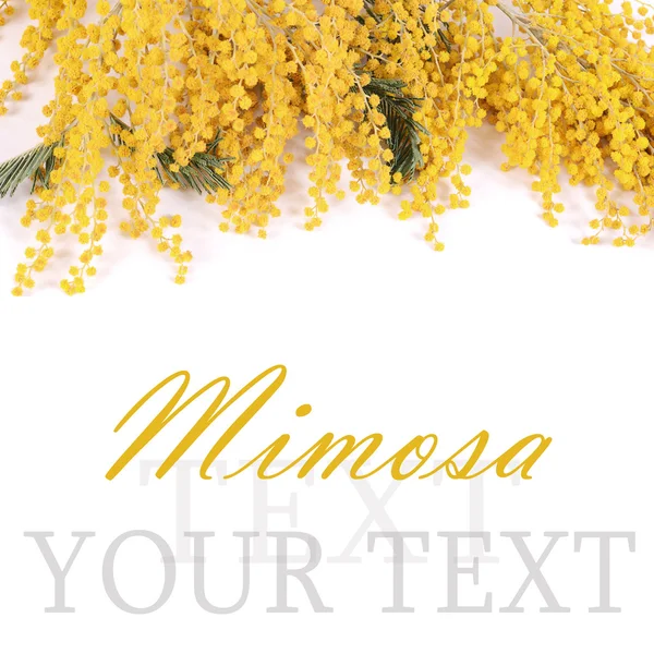 Žluté mimózy izolovaných na bílém pozadí — Stock fotografie
