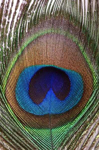 Beautiful feather of a peacock — Stock Photo, Image