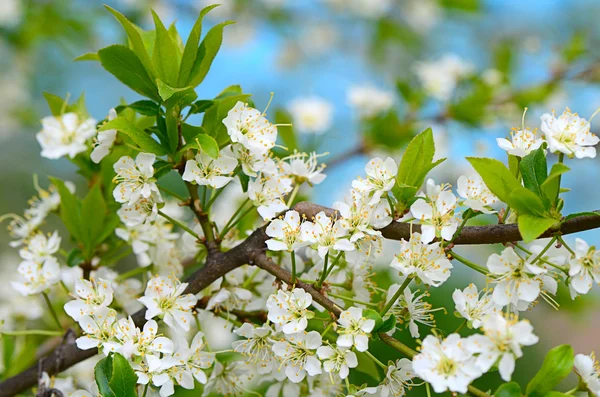 Fiori di ciliegio in primavera — Foto Stock