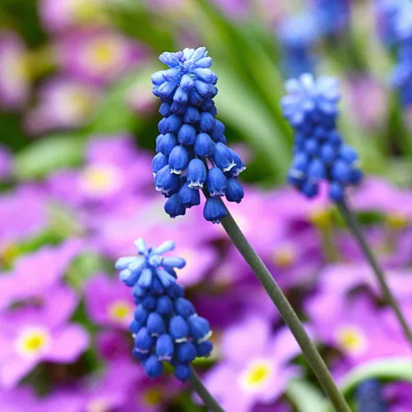 Blaue Frühlingsblumen im Garten — Stockfoto