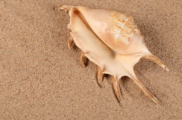 De shell van de zee in het zand — Stockfoto