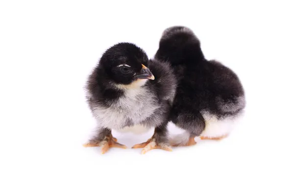 Liten kyckling isolerad på vit bakgrund — Stockfoto