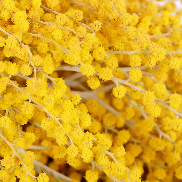 Mimosa gialla isolata su fondo bianco — Foto Stock
