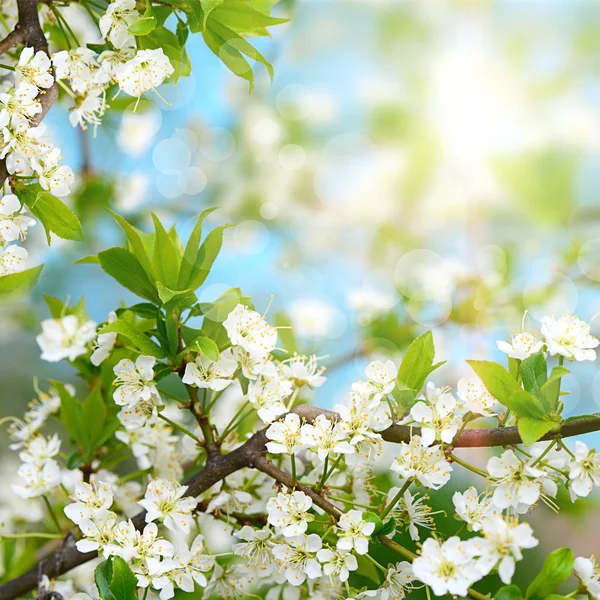Fiori di ciliegio in primavera — Foto Stock