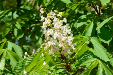 Bahar kestane çiçeği