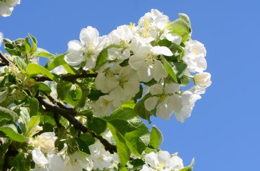 İlkbaharda elma açar.