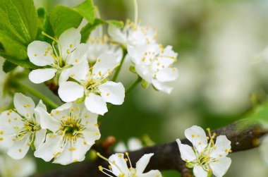 İlkbaharda kiraz çiçekleri