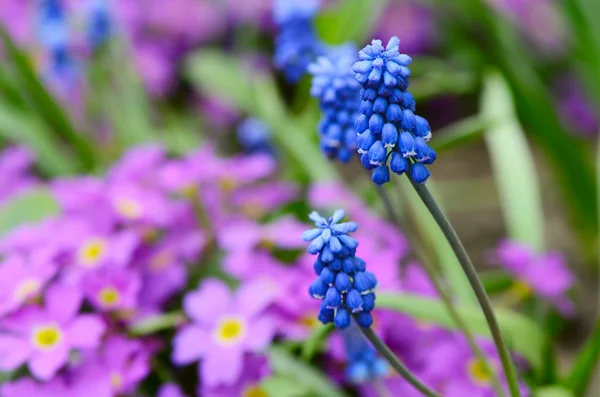 Flores de primavera azul no jardim — Fotografia de Stock