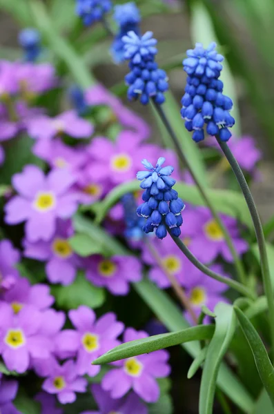 Blue spring flowers in the garden — Stock Photo, Image