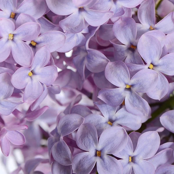 Lilac close up as a background — Stock Photo, Image