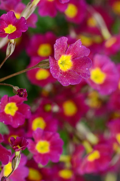 背景、ライラックの花桜草 — ストック写真