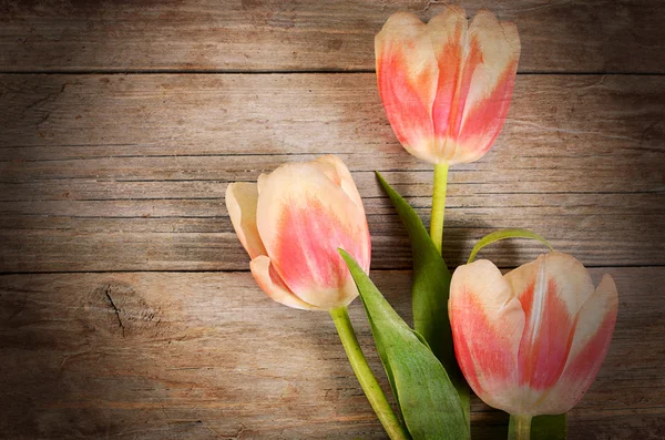 Tulipán rosa sobre fondo de madera —  Fotos de Stock