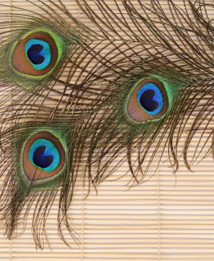 Tavus kuşu yakın çekim güzel tüy