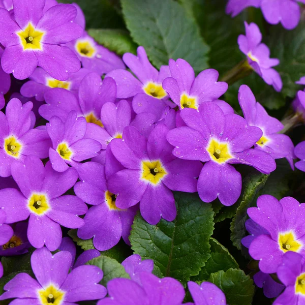 Flower lilac primrose a background — Stock Photo, Image