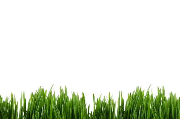 Green grass isolated on white background — Stock Photo, Image