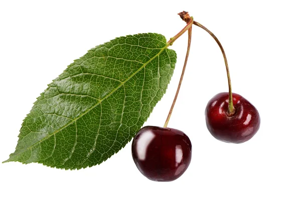 Cherry på gren med blad — Stockfoto