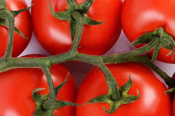 Los tomates rojos en una rama —  Fotos de Stock