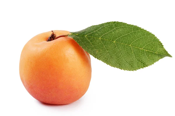 Fresh apricot with a leaf — Stock Photo, Image