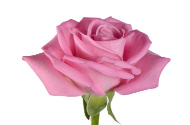 Beyaz arka planda pembe gül