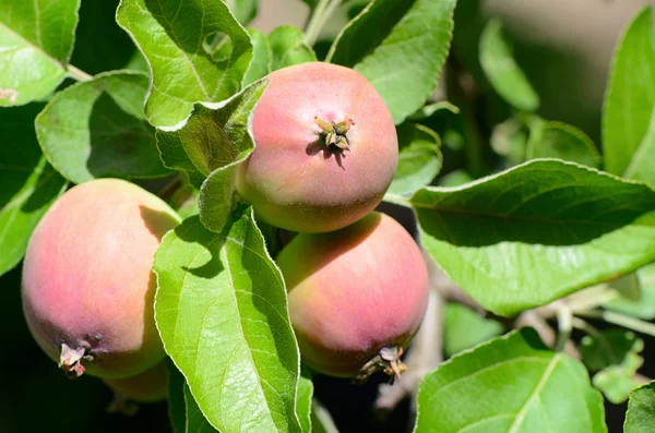 リンゴとリンゴの木の枝 — ストック写真